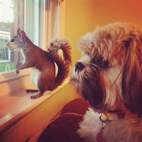 16 Adorable Pics Of Squirrel Who Is Rescued After