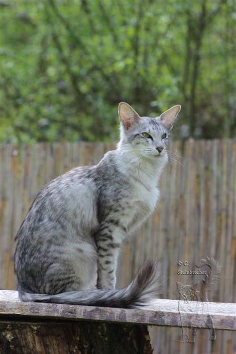 The modern oriental longhair cat, has been genetically recreated by breeders in the. cat colours — black silver spotted tabby