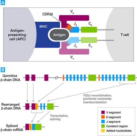 Immunotherapy Research T Cell Receptor Profiling