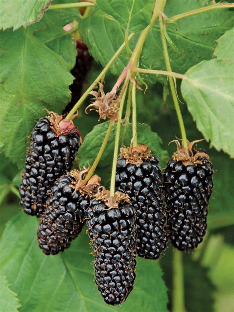 Blackberry Columbia Giant Blackberry Fruit Berries