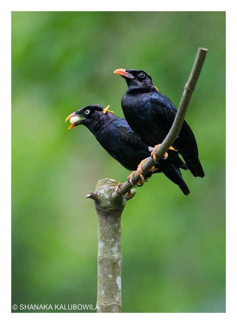 Ceylon Hill Mynah Male And Female Gracula Ptilogenys Endem Flickr