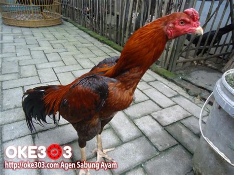 Kuliner ayam satu ini diolah dengan cara merendam ayam ke dalam bumbu untuk kemudian. www.Oke303.com Agen Sabung Ayam.: Jenis-Jenis Ayam laga ...