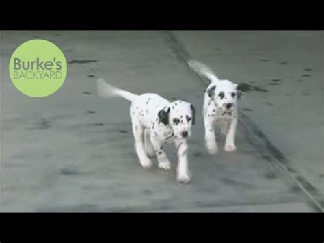 Acest film nu are sinopsis. ‪Burke's Backyard, Dalmatian Dog Road Test‬ - YouTube