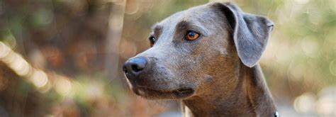 Blue Lacy Information Health Pictures And Training Pet Paw