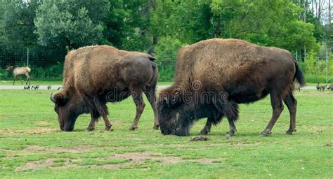 North American Bison Also Known As Buffalo In Hamilton Safari Ontario