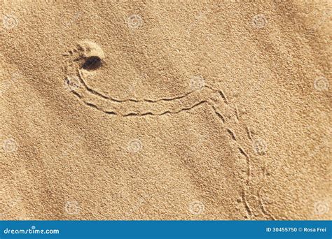 Animal Track In Desert Sand Stock Photo Image 30455750