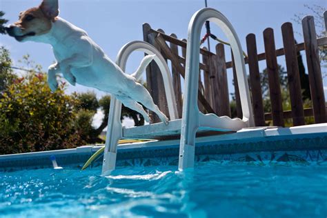 Can Dogs Swim In Public Pools