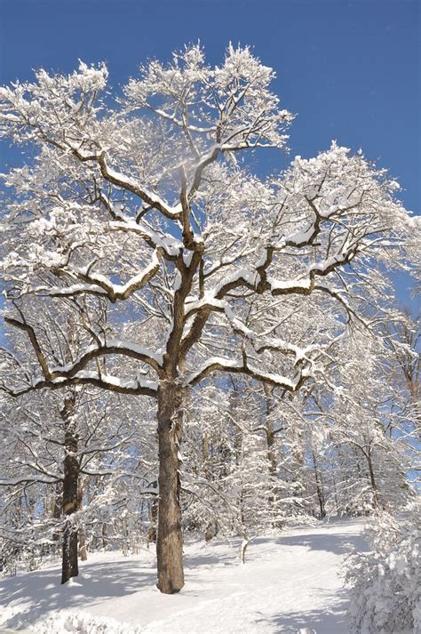 Beautiful Snow Covered Tree By Paul Meyer Morris Arboretum Flickr