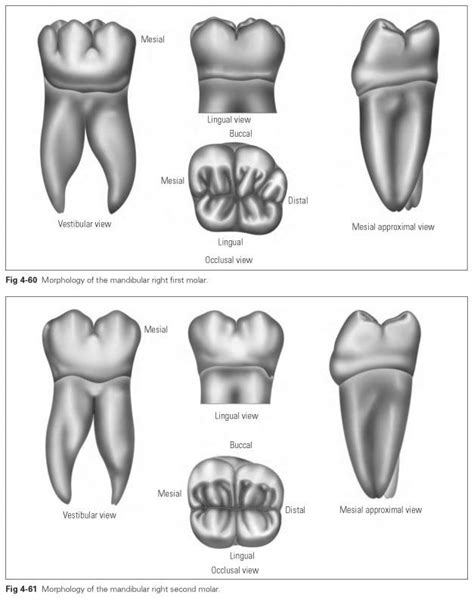 Mandibular Molars Dental Technology How To Tips Dental Anatomy