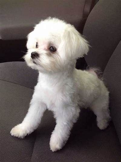 Examples Of Puppy Haircuts For A Maltese Yahoo Search Results In 2022