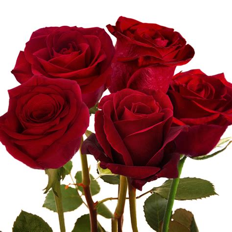 Bouquet De 5 Roses Rouges Livraison Express Florajet