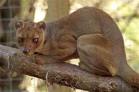 Fossa Eats Lemurs When It Isnt Sleeping 30 Pics