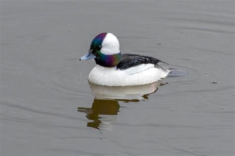 Bufflehead Male Bucephala Albeola Swimming In The Water Close Up In