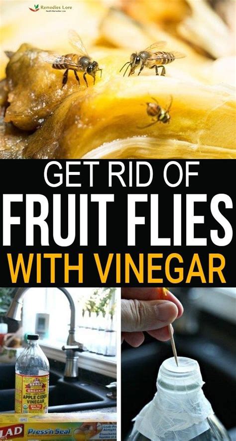 Get Rid Of Fruit Flies With Apple Cider Vinegar Fruit Flies Apple