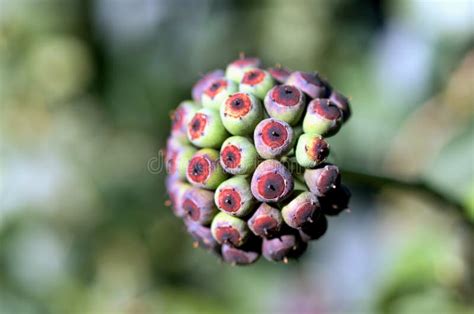 Unusual Plant Seed Pods Stock Photo Image Of Pattern 1503340