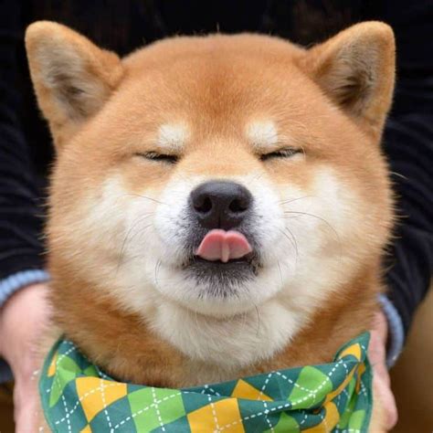 Ryuji Is An Adorable Shiba Inu Puppy Whos Taking Over The Instagram