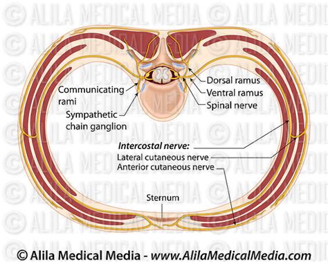 Alila Medical Media Intercostal Nerves Labeled Medical Illustration