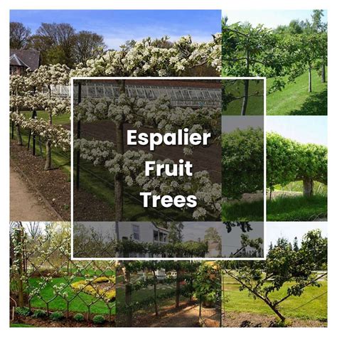 How To Grow Espalier Fruit Trees Plant Care And Tips Norwichgardener