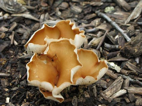 ‘new Finds Await Field Guide Updates Record Of Kansas Mushrooms