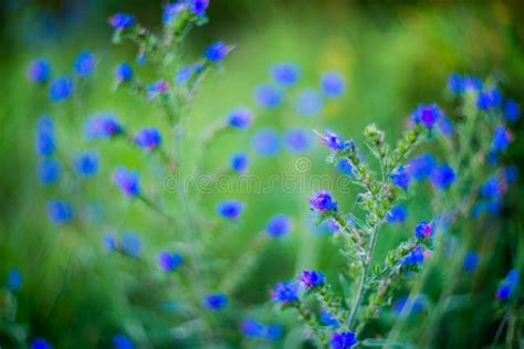 Tiny Blue Forest Flowers Stock Photo Image Of Nature 74710072