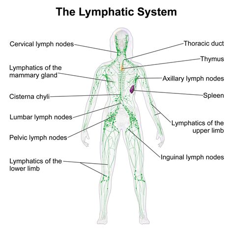 Lymphatic System Diagram 101 Diagrams