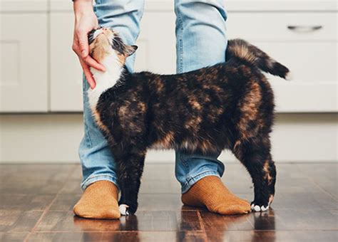 Die können noch bis zu ca. Das Paarungsverhalten bei Katzen - vom Vorspiel bis zum ...