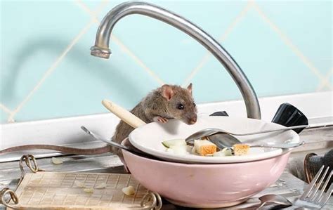 How To Get Rid Of Mice Infesting College Grove Homes