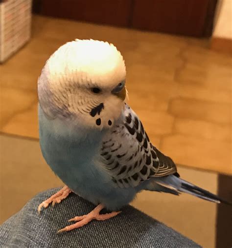 What A Handsome Young Budgie Pet Birds Budgies Australian