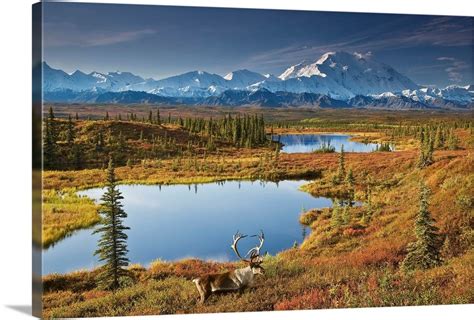 Bull Caribou And Tundra Pond With Mt Mckinley Denali National Park