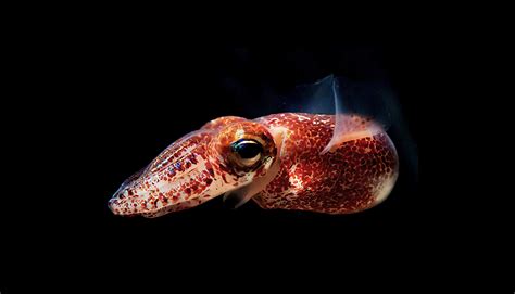 How The Glowing Bacteria In Squid Fight It Out Futurity