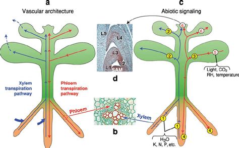 The Plant Vascular System Functions As The Conduit For Long Distance