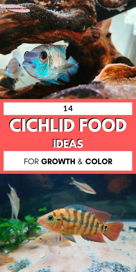 15 Best Foods For Cichlids That Need More Growth And Color Aquanswers