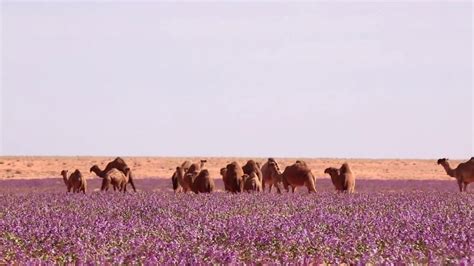 ربما رائحته هي أكثر الروائح التي تهدئ النفس في أي وقت، ويمكن أيضا أن تضاف إلى الأطباق المختلفة كنوع من أنواع التوابل، ويمكن أن تساعد. ‫ريح الخزامى تعانق الابل 1437‬‎ - YouTube