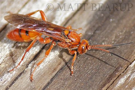 Red Ichneumon Wasp Genus Spilichneumon Photo By Matt Bea Flickr