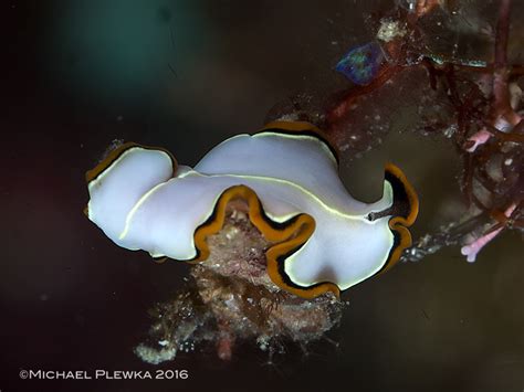 Polyclad Flatworms Turbellaria Of The Coral Triangle Polyclad