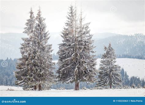 Winter Wonderland Landscape Snowy Fir Tree Background Stock Image