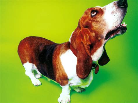 Funny Basset Hound On A Green Background Wallpapers And Images