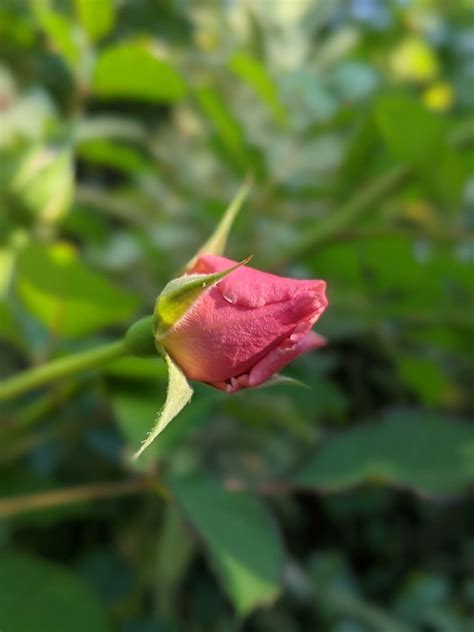 Rosebud Pink Flower Rose Free Photo On Pixabay