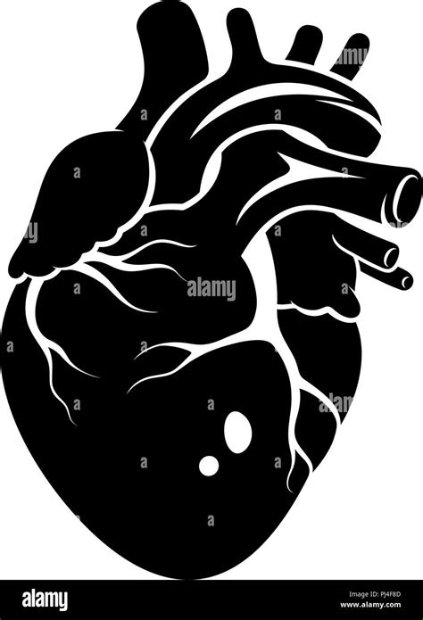 Human Heart Icon Isolated On A White Background Stock Vector Image