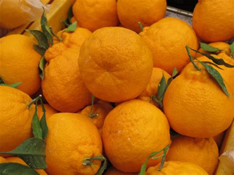 Hallabong Mandarin Oranges Korea Guide