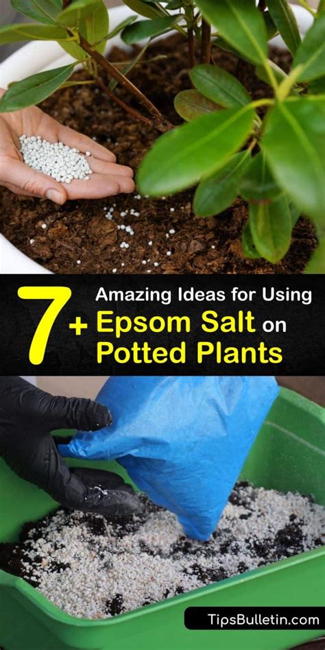 Brilliant Potted Plant Care Use Epsom Salt On Your Potted Plants