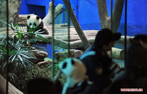 Guests Visit Panda Yuan Zai At Taipei City Zoo 22 Headlines