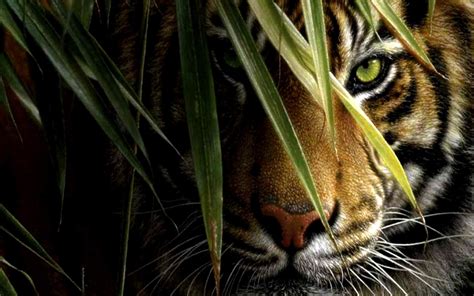 Tiger Eyes Background Wallpaper 20530 Baltana