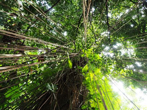 Free Stock Photo Of Cairns Canopy Rainforest