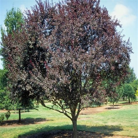 Prunus Cerasifera Newport Cherry Plum 1 5 In SiteOne