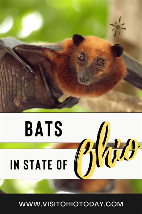 There Are 14 Species Of Bat That Call Ohio Home We Will Be Talking