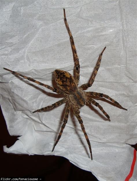 What Kind Of Spider Is This Wood Spider Wolf Spider Spiders Bugs