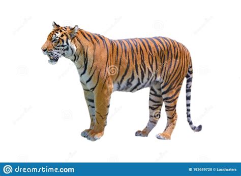 Bengal Tiger Isolated On White Background Stock Photo Image Of Hunter