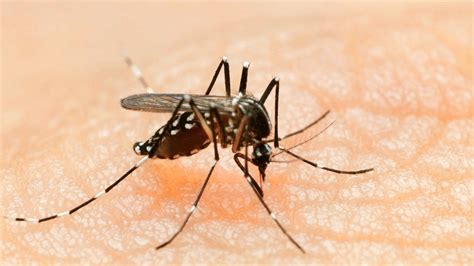 Zika Sexually Transmitted In The Us Wired Uk