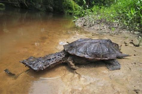 Rare Giant Fresh Water Turtle Discovered During Adventure Vacation 2